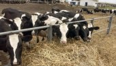 РОБОТИ НА 20 ФАРМИ:  Мењају људе за мужу говеда, премије за млеко по квалитету