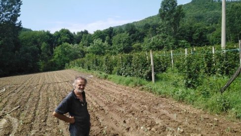 Sve više domaćinstava u Kuršumliji gaji maline: Brdsko-planinsko područje idealno za organsku proizvodnju