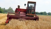 ŽETVA PRI KRAJU: Očekuje se oko 2,6 miliona tona pšenice