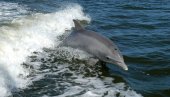 RIBARI NA MAURICIJUSU spasavaju povređene delfine