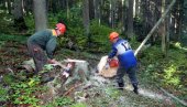 ISPUNILI POLUGODIŠNJI PLAN: Šumska gazdinstva iz Čajniča, Rogatice i Sokoca uspešna i pored epidemije