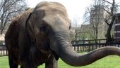 MARIHUANOM LEČE STRES KOD SLONOVA: Nesvakidašnja odluka Zoo vrta u Varšavi