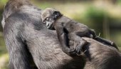 KORONA SE ŠIRI MEĐU ŽIVOTINJAMA: U San Dijegu zaraženo osam gorila, virus im preneli zaposleni u ZOO vrtu
