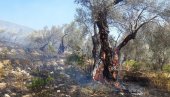 ТУГА У УЛЦИЊУ: Изгореле столетне маслине, ватра прогутала непроцењиву природну лепоту