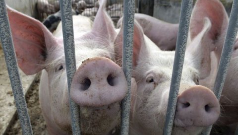 БУТКИЦЕ НА ПОЛИЦЕ ЕУ: Министар пољопривреде најавио извоз свињског меса