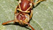 POSLE SMRDIBUBA STIGLA NOVA POŠAST: Rojevi letećih mrava preplavili Beograd, evo da li su opasni