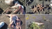 ZAPANJUJUĆI SNIMCI EKOLOŠKE KATASTROFE: Na Kamčatki je morski svet nestao, ne zna se šta ubija životinje (FOTO/VIDEO)