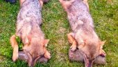 UBIJENA DVA ŠAKALA NEDALEKO OD CENTRA MODRIČE: Predatori sve brojniji, ubijaju ovce i ostale domaće životinje (FOTO)