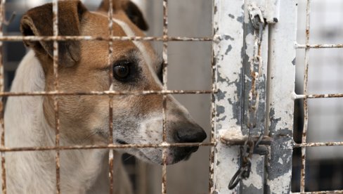 NEĆE BITI EUTANAZIJE NAPUŠTENIH PASA: Udruženja za zaštitu životinja zabrinuta, iz Uprave za veterinu poručuju da nema razloga
