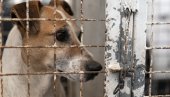 ZATVOR I PAPRENE NOVČANE KAZNE: Evo šta čeka zlostavljače životinja u Grčkoj