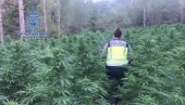 U AKCIJI ZELENO PALI I SRBI: Španska policija u saradnji sa kolegama iz evrope u borbi protiv uzgoja marihuane