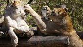 VIRUS UOČEN  KOD ŽIVOTINJA: Četiri lava u zoo vrtu u Barseloni pozitivna na koronu