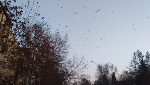 ВРАНЕ ЗАЦРНЕЛЕ НЕБО ИЗНАД ЈАГОДИНЕ: Јато црних птица кружи над градом, долетеле из целе Европе (ФОТО)