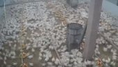 ŽIVOTINJE PREDOSETILE ZEMLJOTRES? Nerealan prizor sa farme pilića u Hrvatskoj (VIDEO)
