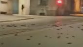 ZASTRAŠUJUĆI PRIZOR IZ NOVOGODIŠNJE NOĆI: Kiša mrtvih ptica padala sa neba, snimak iz Italije prestravio stanovništvo (FOTO/VIDEO)