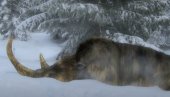 FANTASTIČNO OTKRIĆE U SIBIRU: Pronađena savršeno očuvana praistorijska zver u ledu Jakutije (VIDEO)