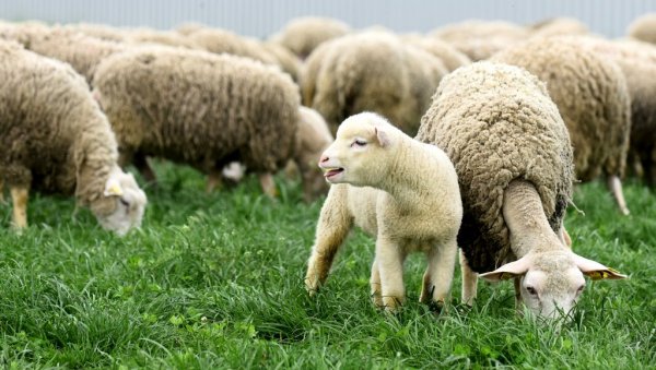 ПЛАКАЋЕТЕ ОД СМЕХА НАКОН ОВОГА: Овце упале у стакленик са марихуаном, појеле преко 300 килограма, а тек да видите шта је онда уследило