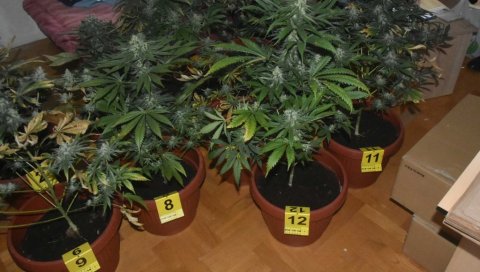 ИМПРОВИЗОВАНА ЛАБОРАТОРИЈА У СТАНУ: У Новом Саду ухапшен мушкарац из Чачка - пронађено 3,7 килограма сирове марихуане