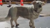 ODBIO DA SE VRATI KUĆI BEZ GAZDE: Pas čekao vlasnika nedelju dana ispred bolnice (VIDEO)