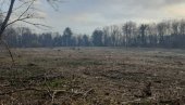 POSEČEN DEO ŠUME,  POSAĐENE MLADICE: Uklonjene desetine stabala na Košutnjaku,  u blizini Topčiderskog groblja