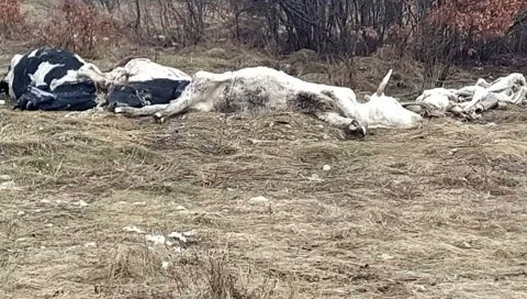 ПАНИКА КОД ЛИВНА: Угинуле краве истоварене у близини српског села, мештани страхују од појаве заразе