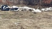 PANIKA KOD LIVNA: Uginule krave istovarene u blizini srpskog sela, meštani strahuju od pojave zaraze