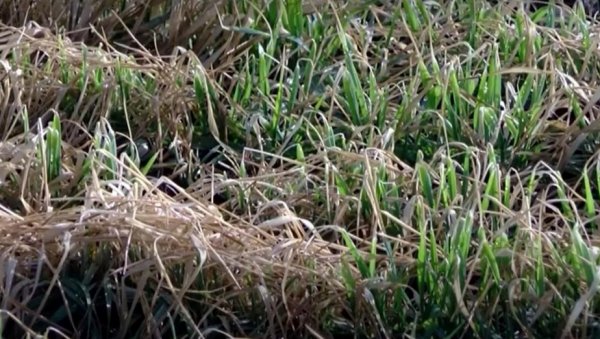 ЈЕЧАМ СТРАДАО ВИШЕ ОД ЖИТА: Нагле промене времена оштетиле озиме усеве у јужном Банату