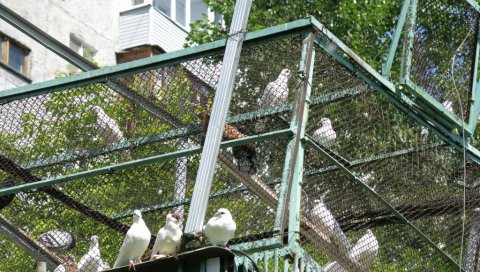 ГОЛУБАРНИЦИ ОДЛЕТЕЛИ ИЗ ЦЕНТРА: Иако закон дозвољава да се голубови гаје у целом Београду, љубитељи се све ређе одлучују на овај хоби
