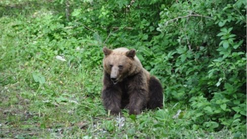 ПРИБЛИЖИО СЕ ГРАДУ КАО НИКАДА ДО САДА: Медвед се шетка у близини Загреба, ловци прате његово кретање