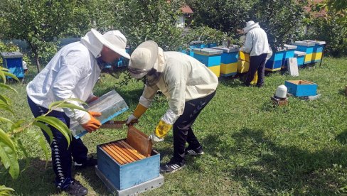 LAŽNIM KOŠNICAMA DO DRŽAVNIH SUBVENCIJA: Popis poljoprivrede ukazao na nesklad između prijavljenih pčelinjaka i stanja na terenu
