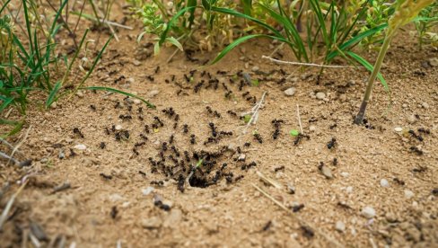ВЕЛИКО НАУЧНО ОТКРИЋЕ: Откривено како паразит претвара мраве у „зомбије“
