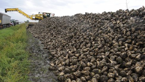 ZA HEKTAR SLATKE GLAVE 2.000 EVRA: Zemljoradnici u Srbiji uveliko počeli pripreme za prolećnu setvu šećerne repe