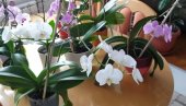 OTKRIVENA NOVA VRSTA ORHIDEJE: Ružičasti i beli cvetovi liče na staklo (FOTO)