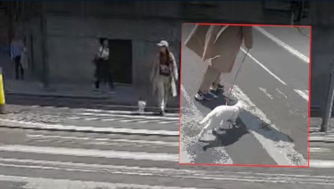 ZAŠTO SAMO PSI? Beograđanka šeta mačku na povocu - pogledajte kako se ponaša (VIDEO)