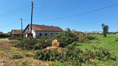 POSEČEN JASENKO - SIMBOL MESTA: Stanovnici sela Međaši kod Bijeljine pogođeni nestankom omiljenog drveta