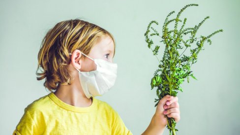 ЗА ДВЕ НЕДЕЉЕ ВАЗДУХ ЋЕ БИТИ  ПУН АМБРОЗИЈЕ: Важно упозорење за све који имају алергије - почните са терапијама на време