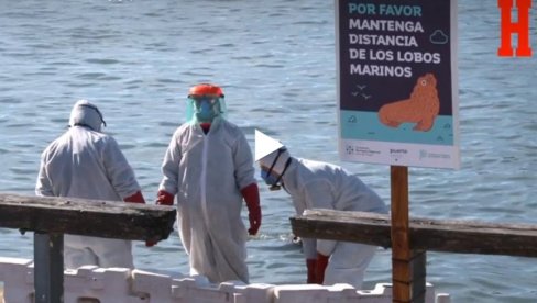 STRAŠNI PRIZORI: Ptičiji grip usmrtio morske lavove (VIDEO)