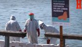 STRAŠNI PRIZORI: Ptičiji grip usmrtio morske lavove (VIDEO)
