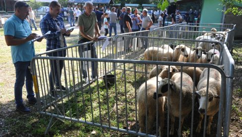 ODGAJIVAČI NA OKUPU: U Obrvi kod Kraljeva održana prva izložba ovaca sjeničke rase