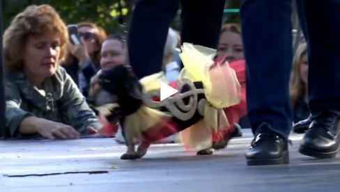 PSI NOSE PRADU: Sankt Peterburg je domaćin godišnje modne parade jazavičara (VIDEO)