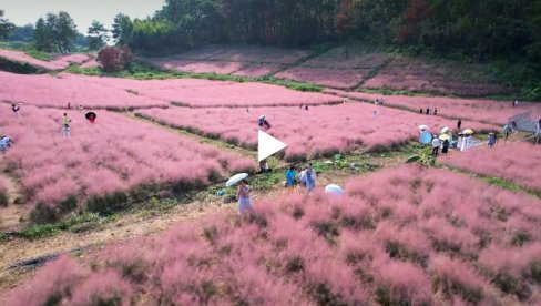 ЖИВОТ У РУЖИЧАСТОМ: Мухли трава одушевљава посетиоце кинеског Лиузхоуа (ВИДЕО)