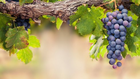 SPREČAVA NAPAD ASTME I MIGRENE: Jedite grožđe - umanjite rizik od infarkta, očistite i jetru i kožu