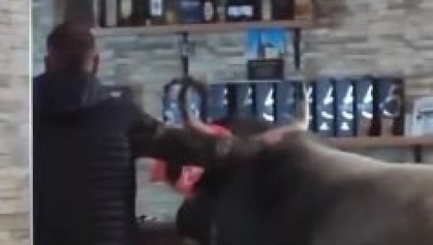 OVO IMA SAMO KOD NAS Bika Jablana uveli u kafanu, pravo pred šank (VIDEO)