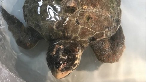 BILA JE IZMUČENA, U JAKO LOŠEM STANJU: Povređena mlada morska kornjača oporavlja se u Institutu za biologiju mora Univerziteta Crne Gore