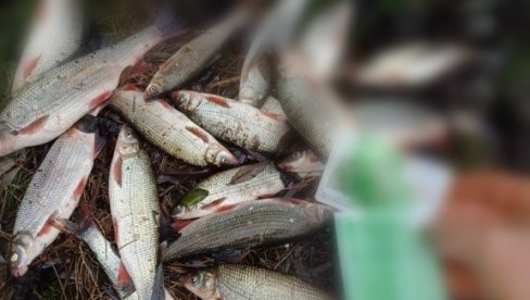 ОВО СЕ СМАТРА СУРОВИМ РИБОЛОВOM : Хватају рибе грабуљањем (ФОТО/ ВИДЕО)
