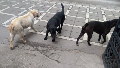 OPŠTINA PETROVAC NA MLAVI: Za hvatanje uličnih pasa iz opštinskog budžeta 8,5 miliona