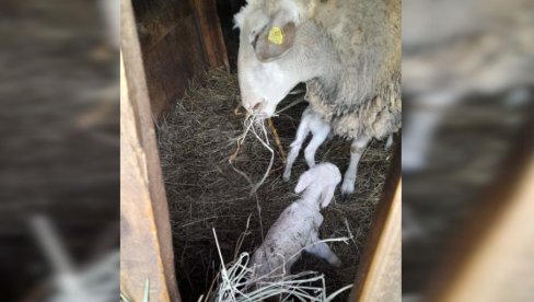 BIĆE RODNA GODINA: U selu kod Loznice ovca Klipica ojagnjila dvoje jaganjaca, domaćin kaže - Dar Božiji