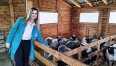 CARICE SA PEDIGREOM:  Diplomirana pravnica Marija Rajić već četvrtu godinu nadomak Paraćina gaji ovce romanovske rase