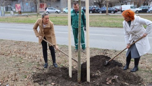 NA LIMANU POSAĐENO 28 KOPRIVIĆA: Akcija ozelenjavanja Novog Sada,  narednih pet godina grad dobija 6.000 stabala