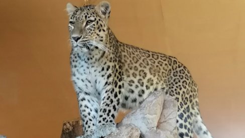 JANGA NOVA SIMBINA LJUBAV: Na Paliću spasavaju persijske leoparde od izumiranja